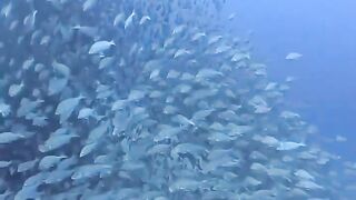 So many fishs down there
