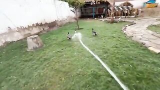 Online videos 17