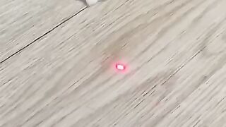 Cute cat 135