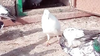 Fly pigeon 2