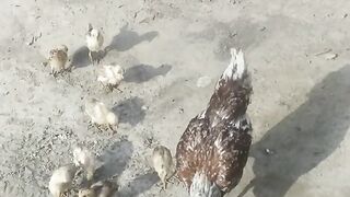 Aseel chicks 3