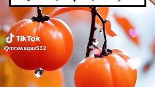 Vlogs 9