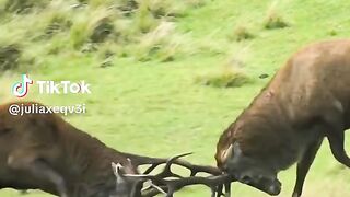 full video 317