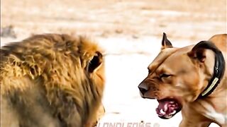 full video 318