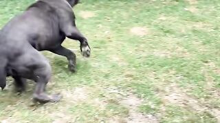 full video 319