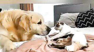 Collection of cute and adorable animals