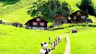 Swiss Summer Splendor:  Nature's Symphony in the Heart of Switzerland!+