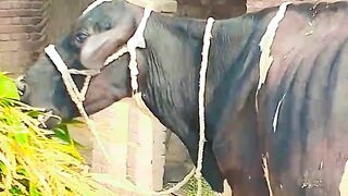 Jatt cattle farm