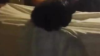 funny cats videos 2023 that looks like play black cat with other in home