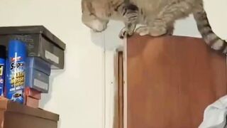 funny cats videos 2023 that looks like play black cat with other in home