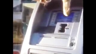 funny cats videos 2023 that looks like play black cat with other in home
