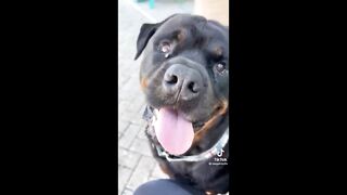 Funniest Animal Moments 2023 ???????????? Ep 2