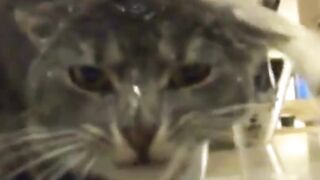 funny cats videos 2023 that looks like play black cat with other in home