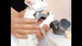 funny cats videos 2023 that looks like play black cat with other in home
