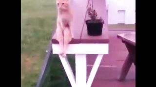 funny cats videos 2023 that looks like play black cat with other in home