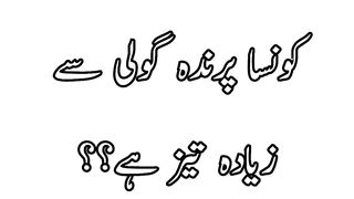 Which bird flies faster than bullet in the world