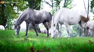 Sounds of wild animals, familiar animals Elephants, dogs, horses, cows, cats   Part 11