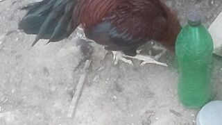 Fighter blood line piar