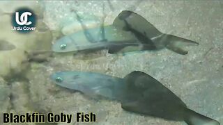 Blackfin Goby Fish