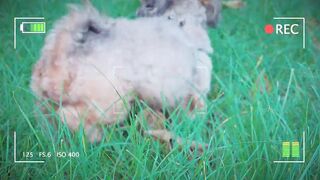 Cat and dog