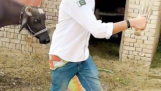 Funny video