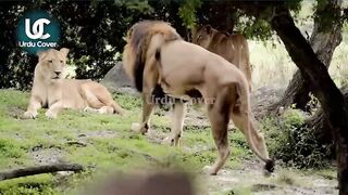 Animal That Can Change Their Gander #Foryou #foryoupage #trending #animals #tiktok