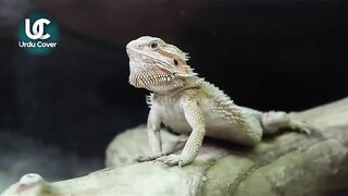 Animal That Can Change Their Gander #Foryou #foryoupage #trending #animals #tiktok