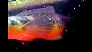 channa Yellow Sentarum Fish ????‍♂️