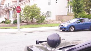 Cat Cop Chase   Aaron s Animals