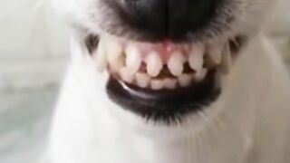 Funny dog and cat