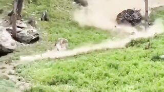 Beautiful scene of goats