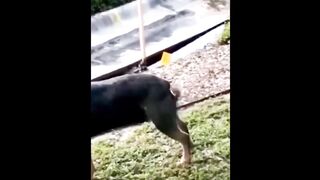 Try Not To Laugh With These Funny Pets ????