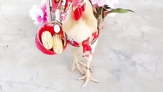 Cock ke  barat