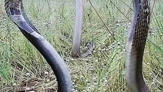 Top 10 fighting cobras.  the battle of the most poisonous snakes