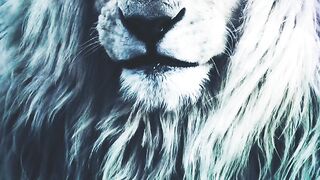 lions