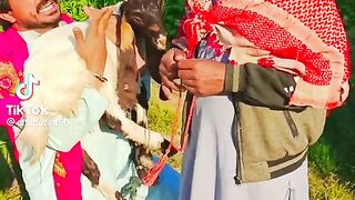 Funny Video