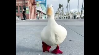 Cute duck video| Cute animal video| Video by ANIMALLOVER12 #ANIMALLOVER#CUTEDUCK
