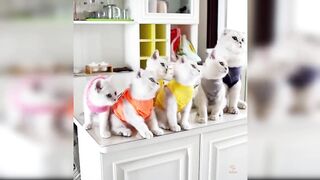 Baby cats