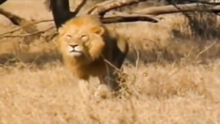 Lion attitude
