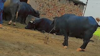 Goe Ma Enjoy time
