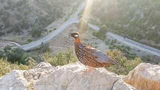 Black Francolin Voice | Kala Teetar Awaz