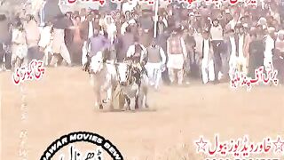 آیا چٹی کبوتری#bull race