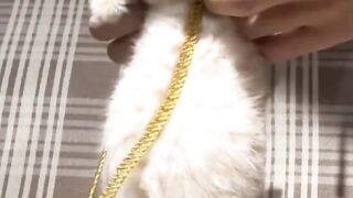 The Best Video Ever