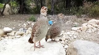 Dakhni Teetar Ka Pair | Teetar Ki Awaaz | Grey Partridge voice