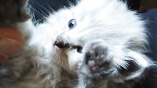 Cute Cat..????????