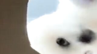 funny puppy