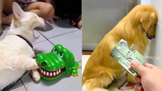 Funny smart pets dog|viral clips 2023 if you like follow