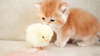 Kitten walk with a tiny chicken