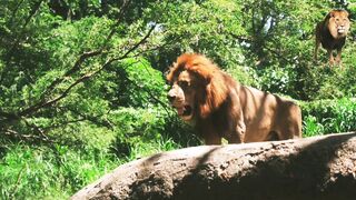 hungry lion