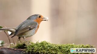 Bird footage...